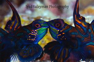 Mandarinfishes
Behavior shot by Iyad Suleyman 